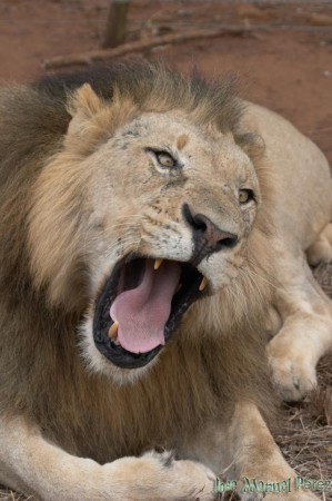 uno de leones