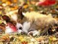 /album/fotogaleria/a12700-443088549062027-1324049748-n-jpg/