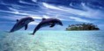 /album/fotogaleria/a314234-442917089079173-440066834-n-jpg/